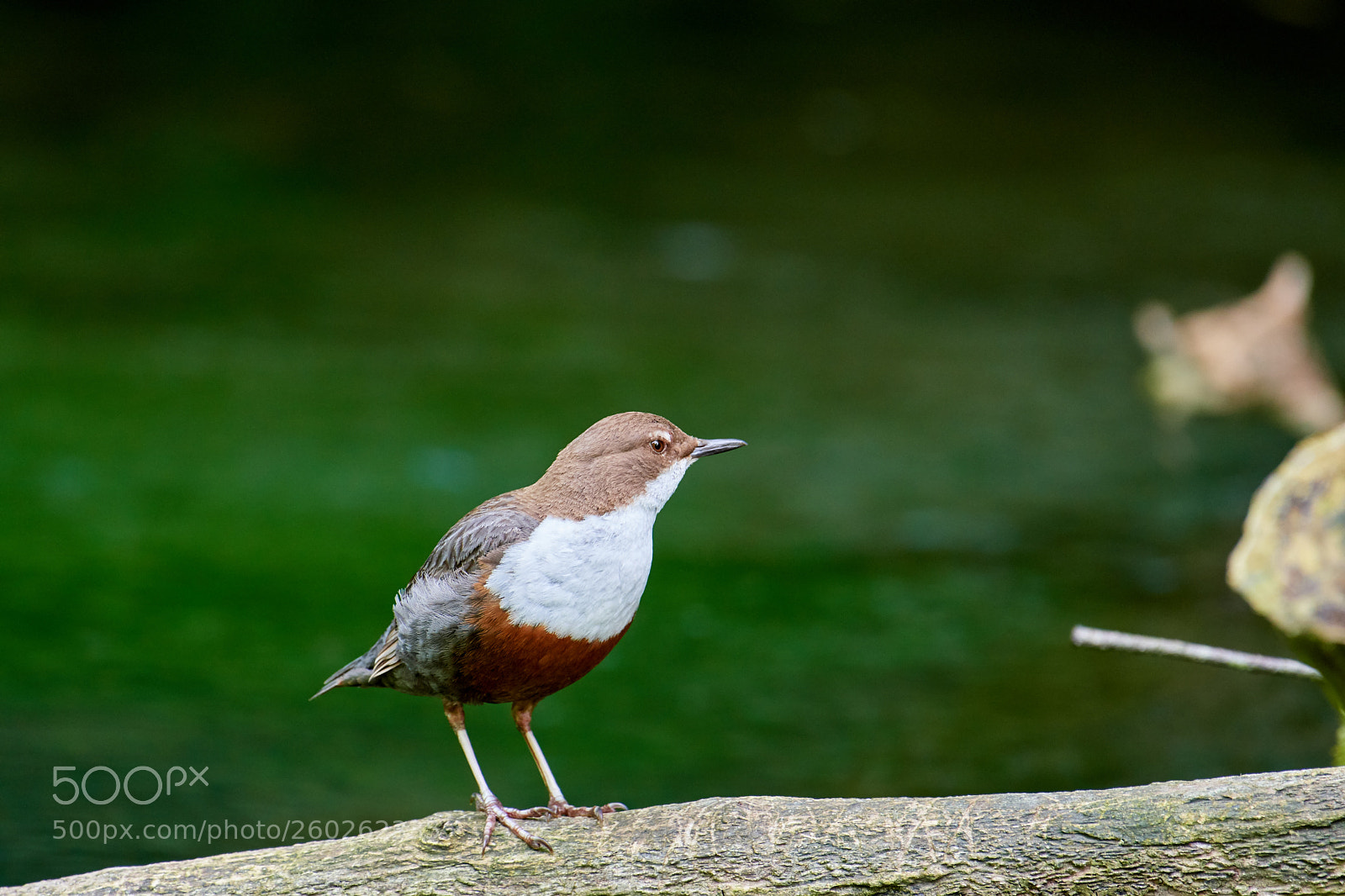 Nikon D500 sample photo. Wasseramsel photography