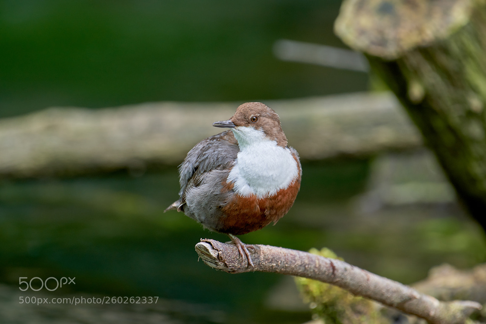 Nikon D500 sample photo. Wasseramsel photography