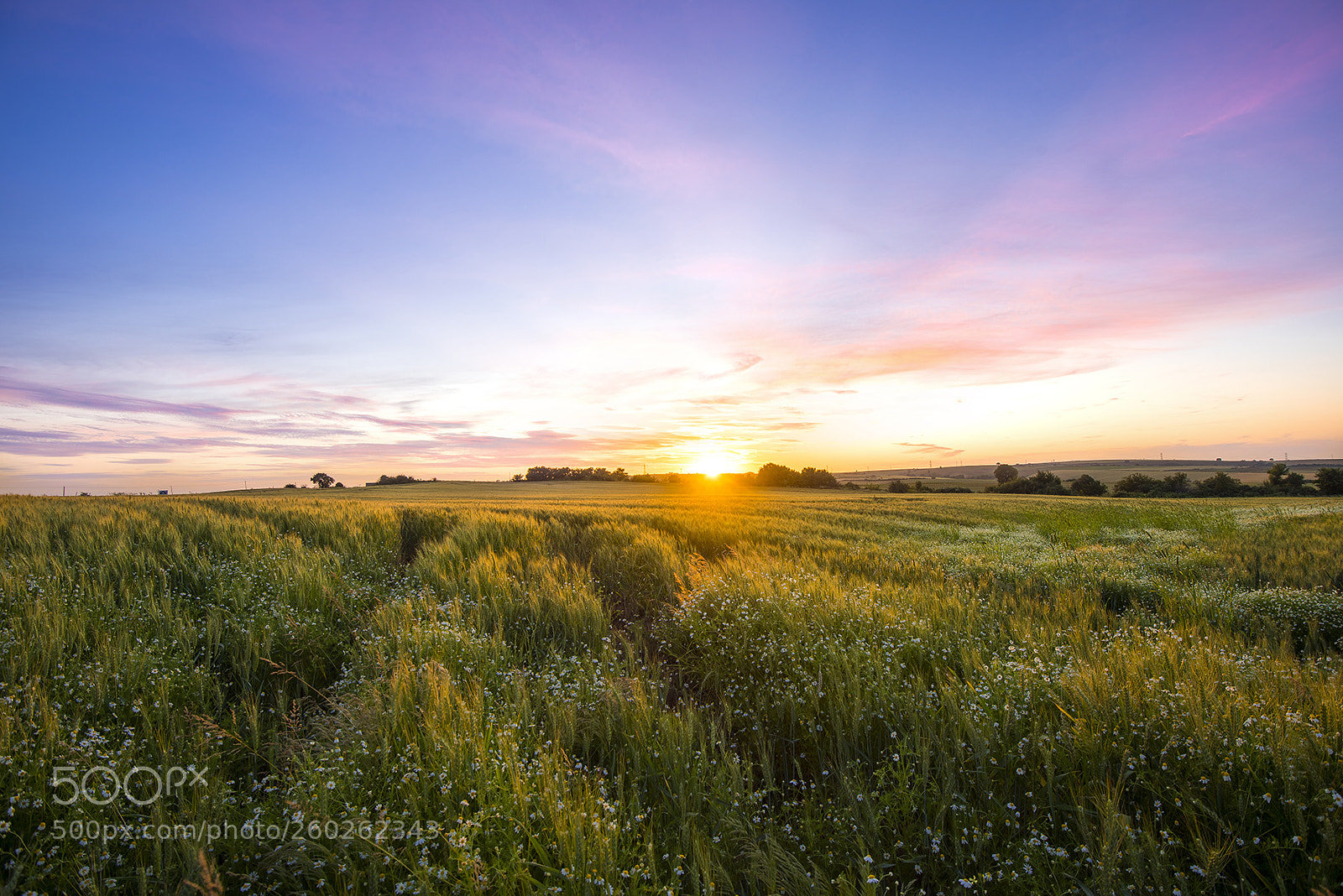 Nikon D810 sample photo. Lovely sunset over wheat photography