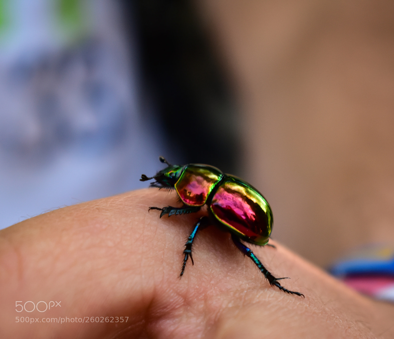 Nikon D3400 sample photo. Rainbow beetle photography