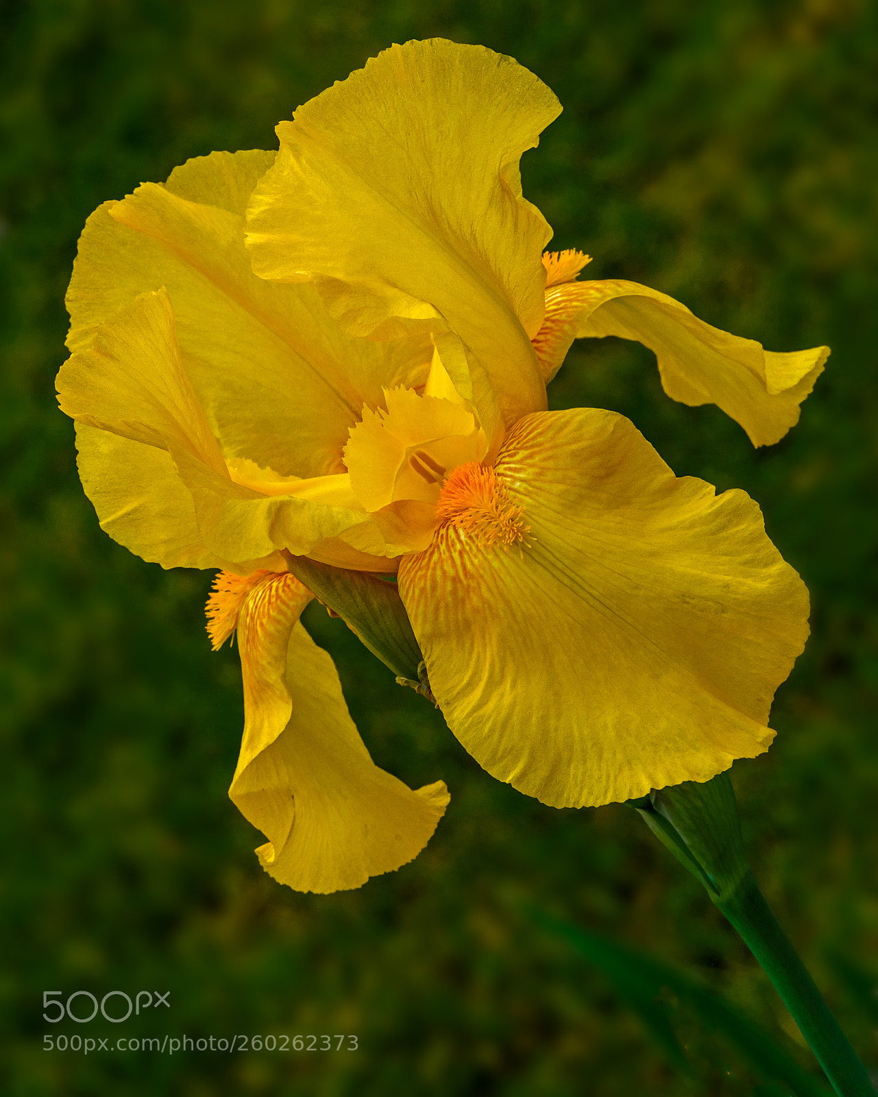 Nikon D750 sample photo. Yellow iris photography
