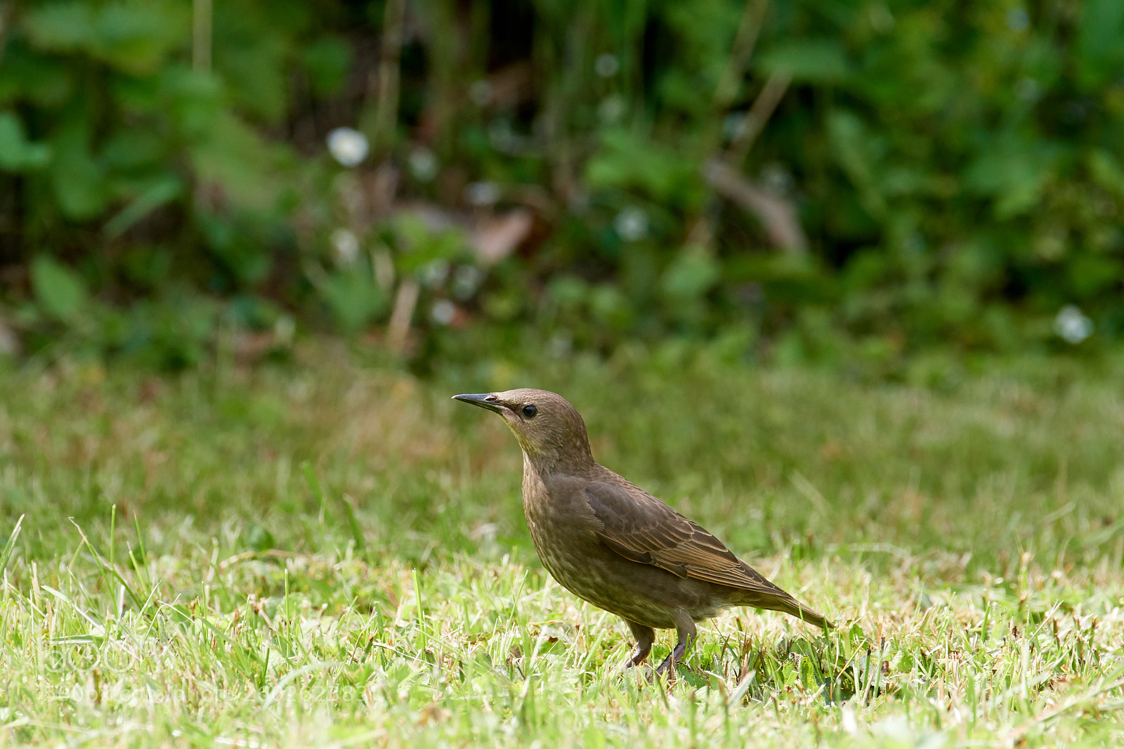 Nikon D500 sample photo. Star jungvogel photography