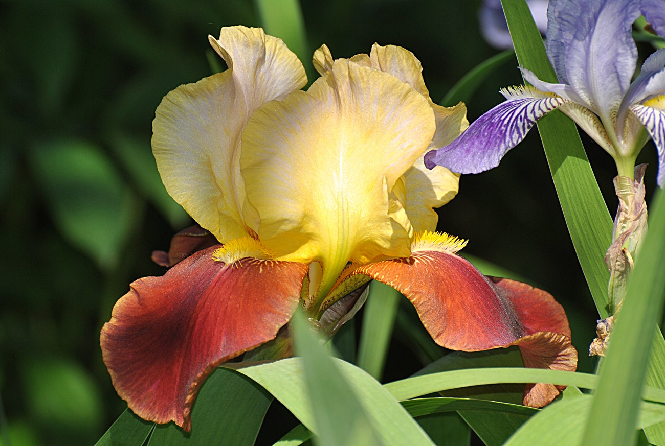 Nikon D3000 sample photo. Foryou photography