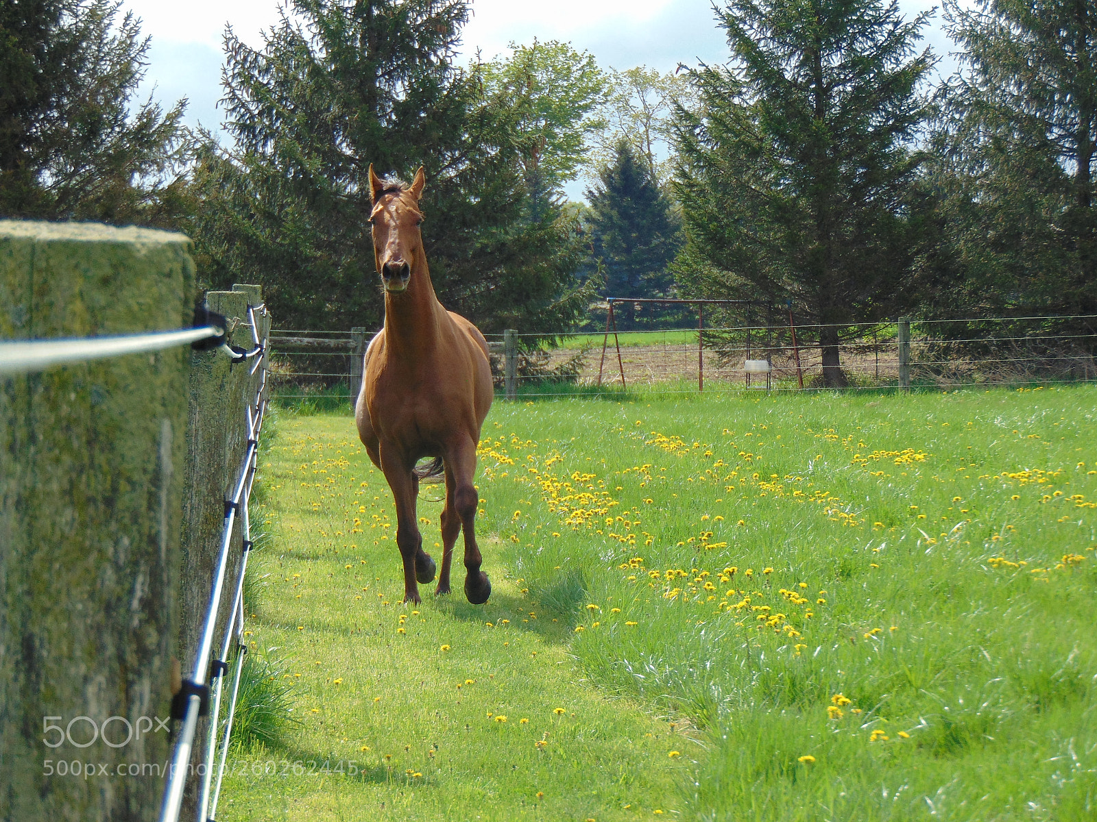 Sony Cyber-shot DSC-H300 sample photo. Kicking up his heels photography
