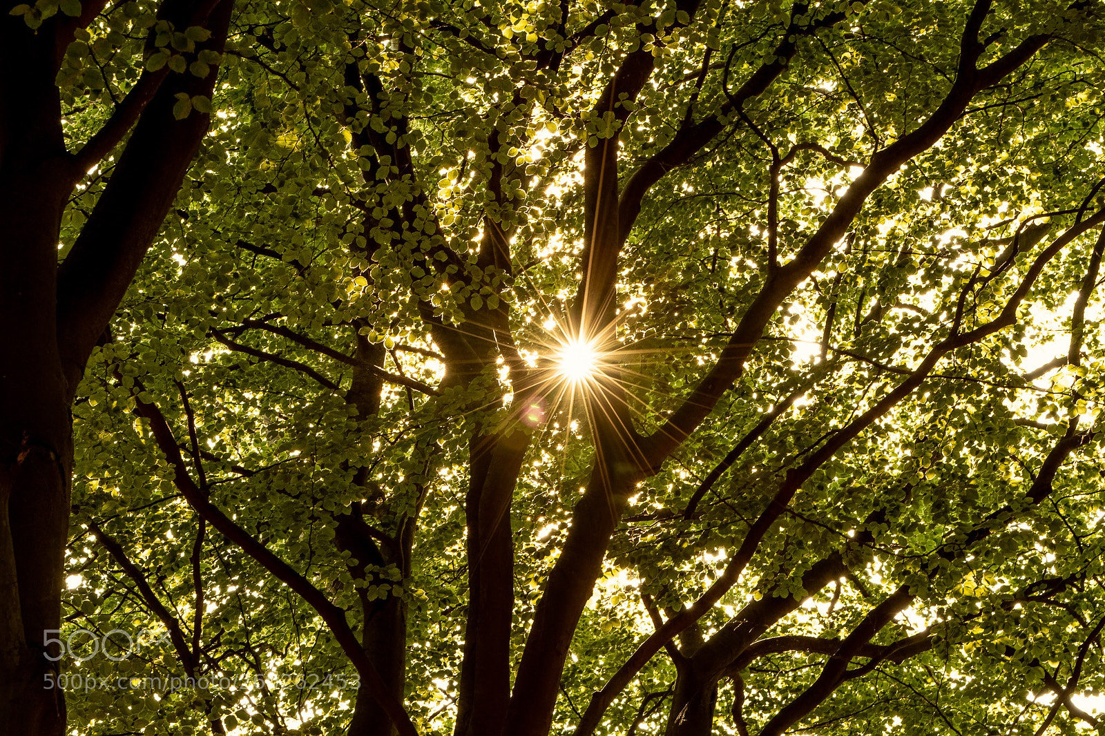 Canon EOS 7D Mark II sample photo. Sunrays  photography