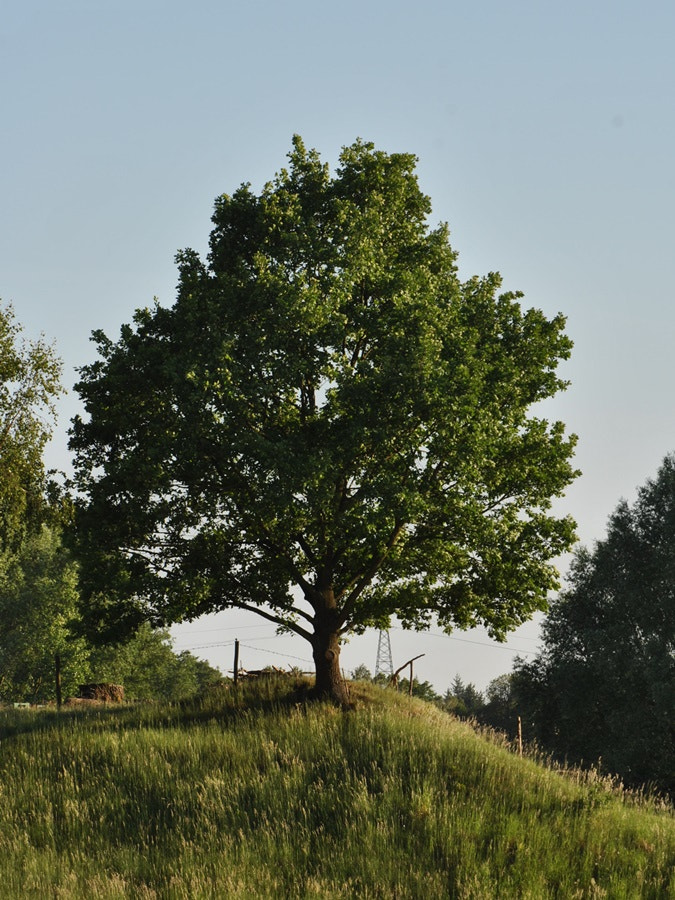 Nikon D3000 sample photo. Tree photography
