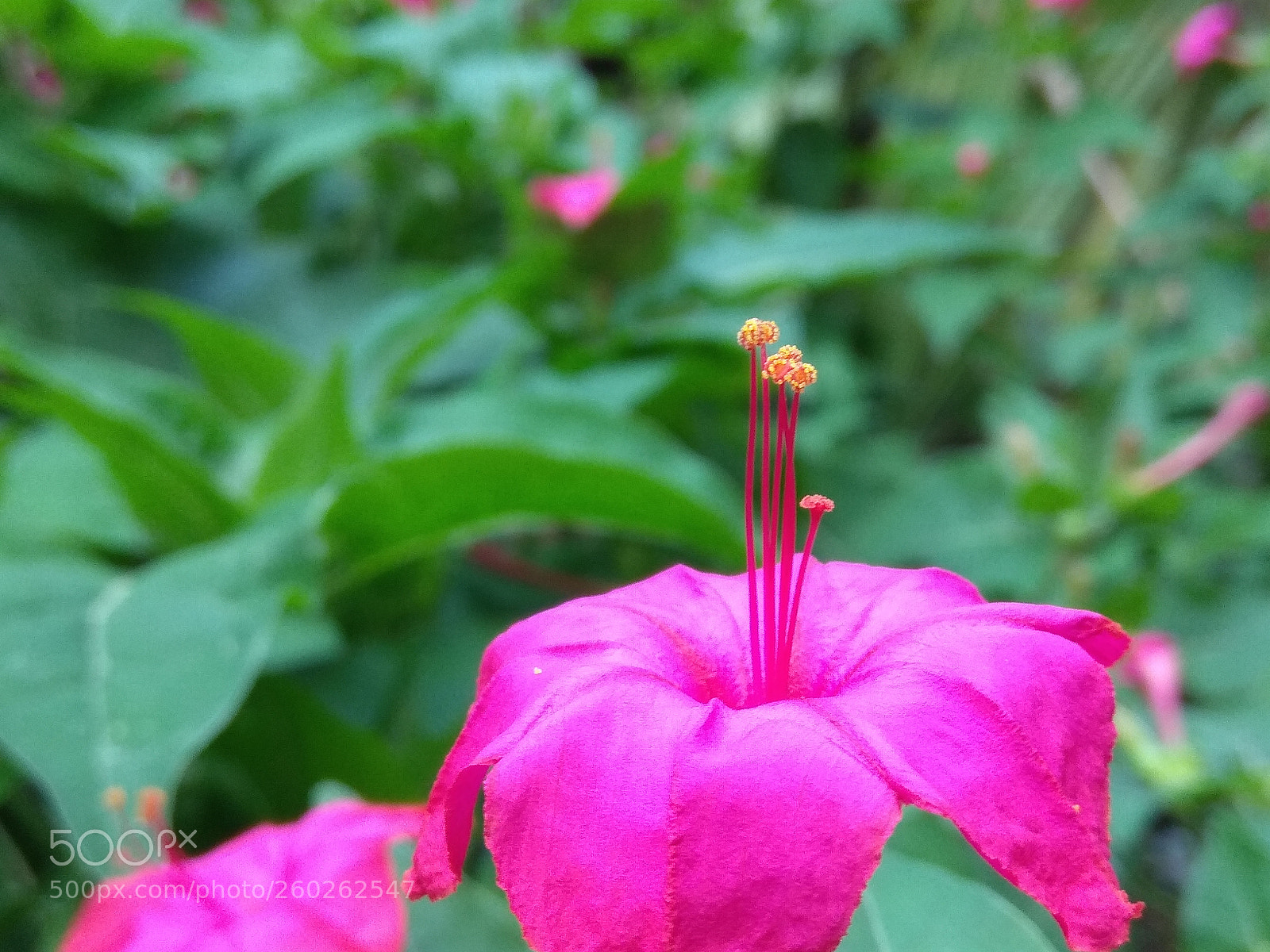 Xiaomi Redmi Note 4 sample photo. Untitled photography