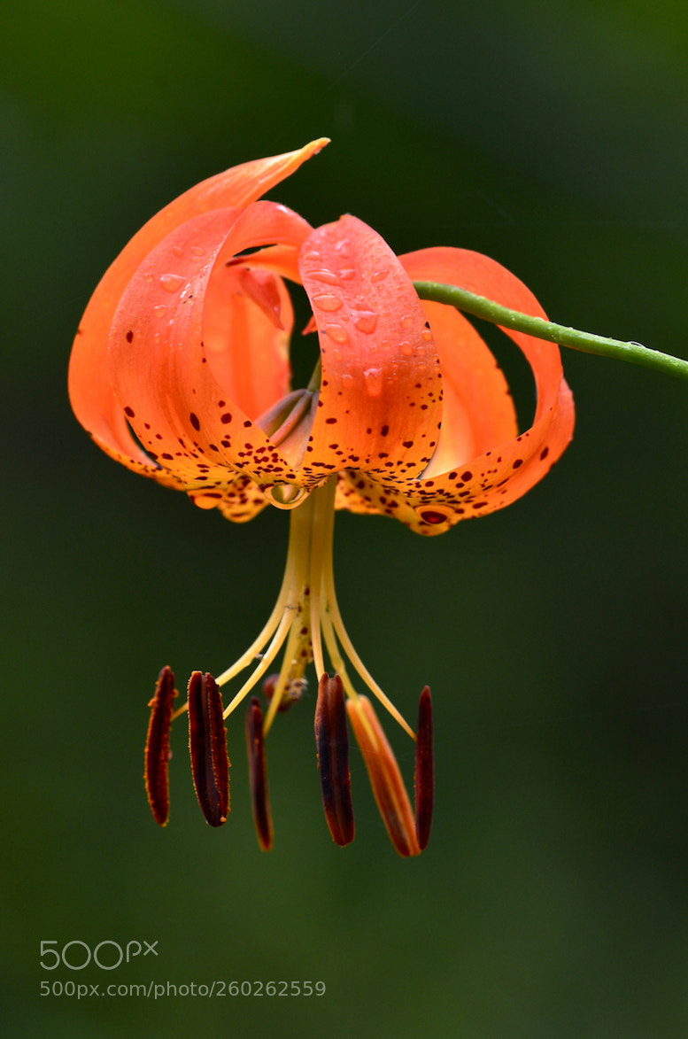 Nikon D7000 sample photo. Turks cap lily photography