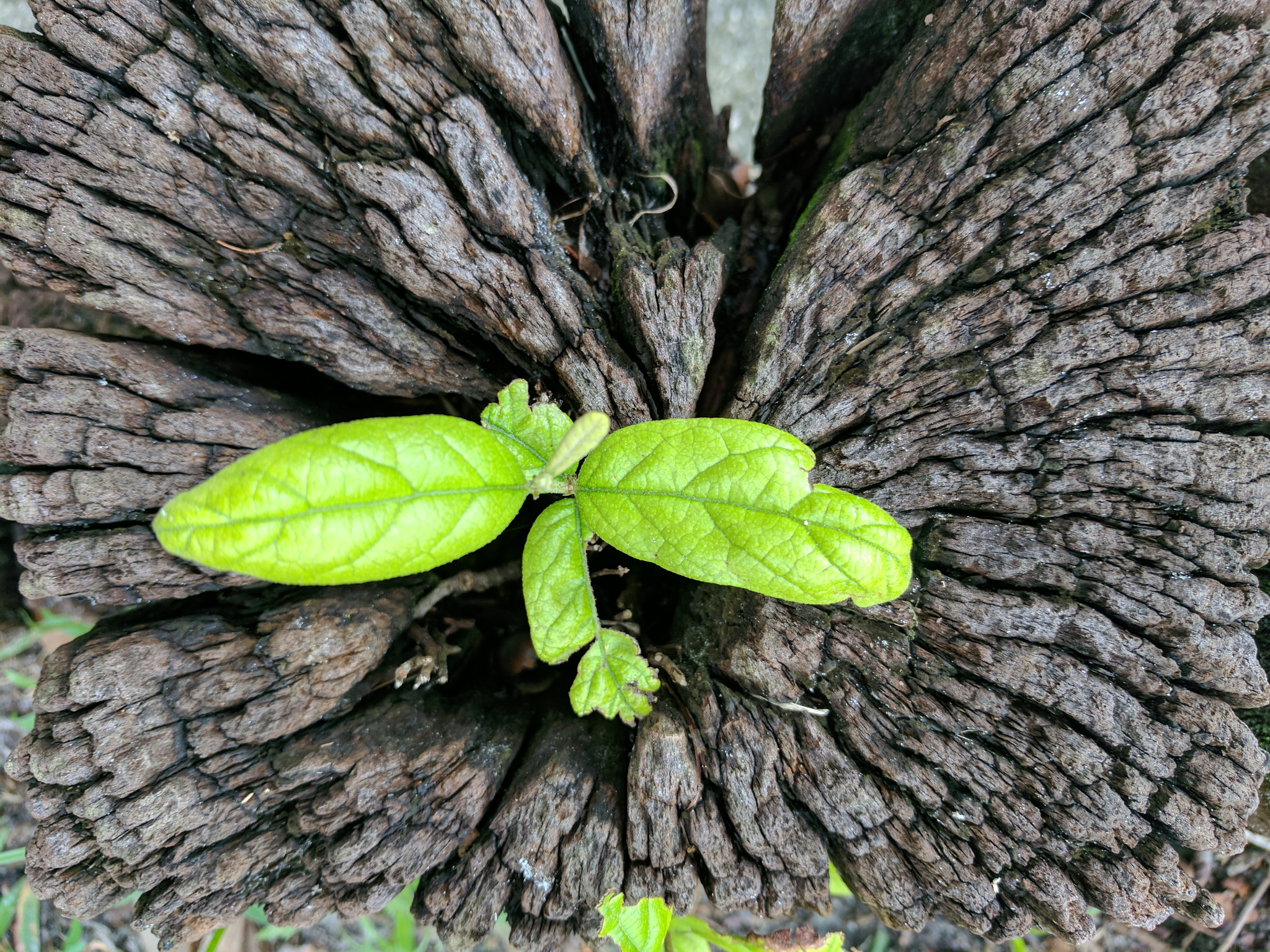 Google Pixel XL sample photo. Newborn photography