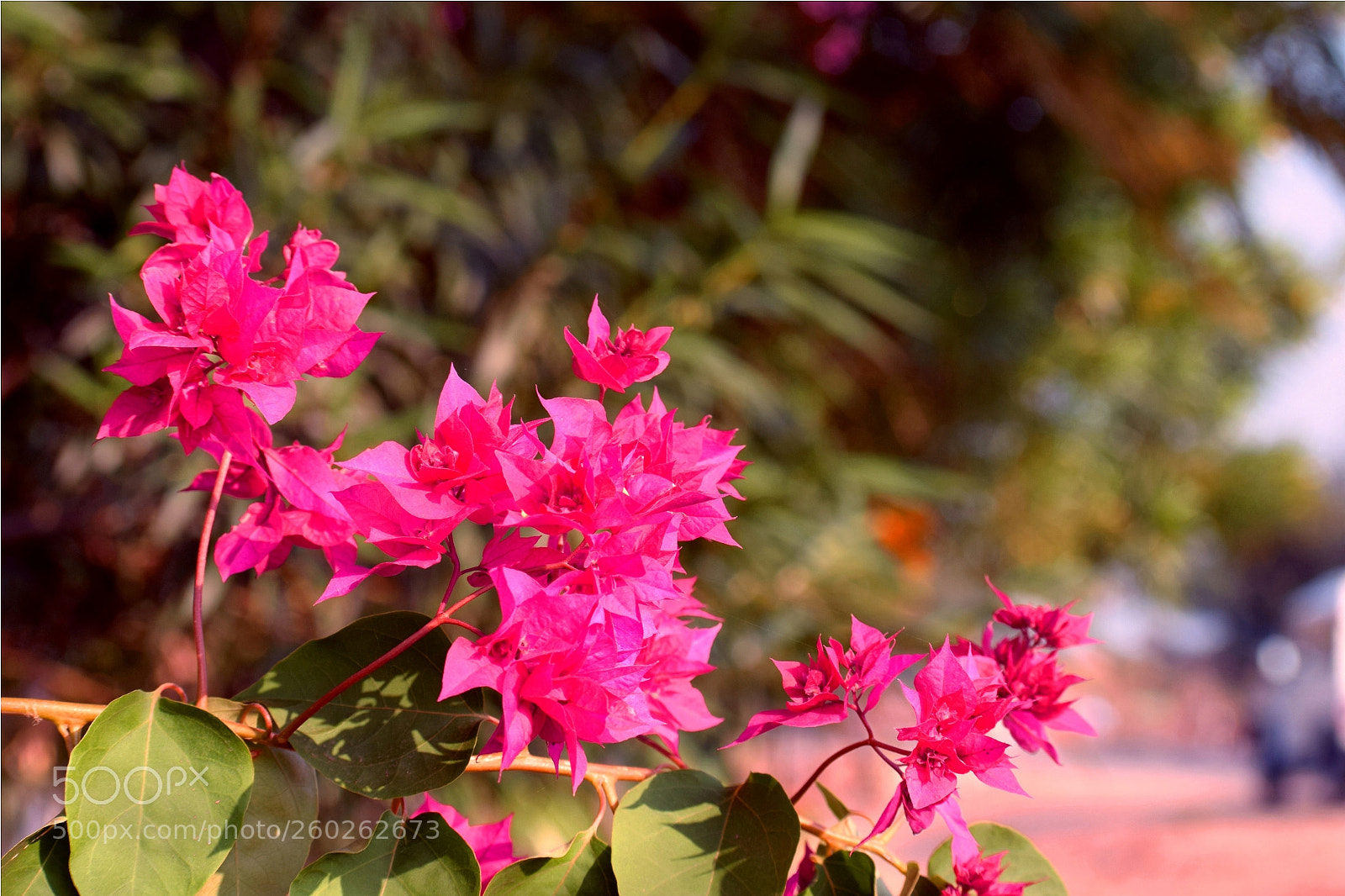 Nikon D5300 sample photo. Ggggggg photography