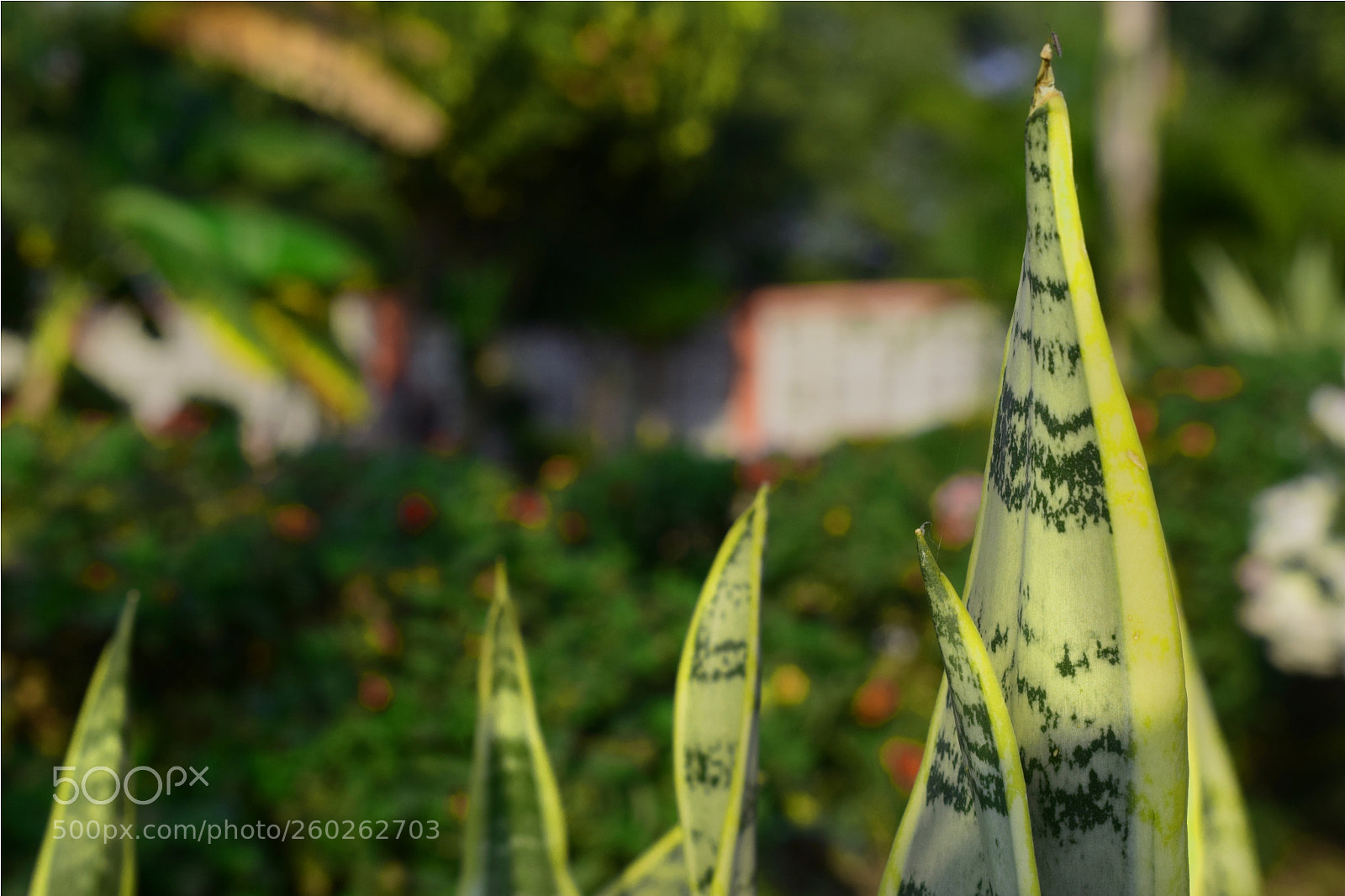 Nikon D5300 sample photo. 6.jpg photography