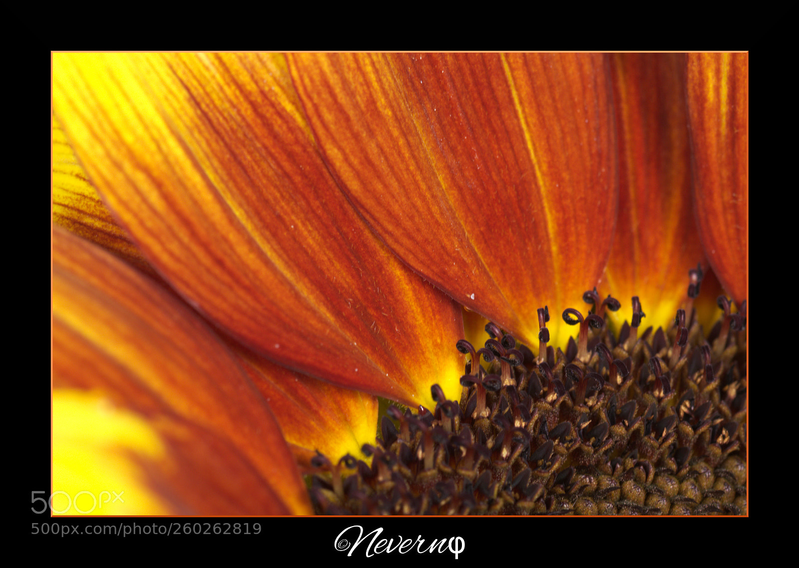 Pentax K-S2 sample photo. Tournesol nain sunspot photography