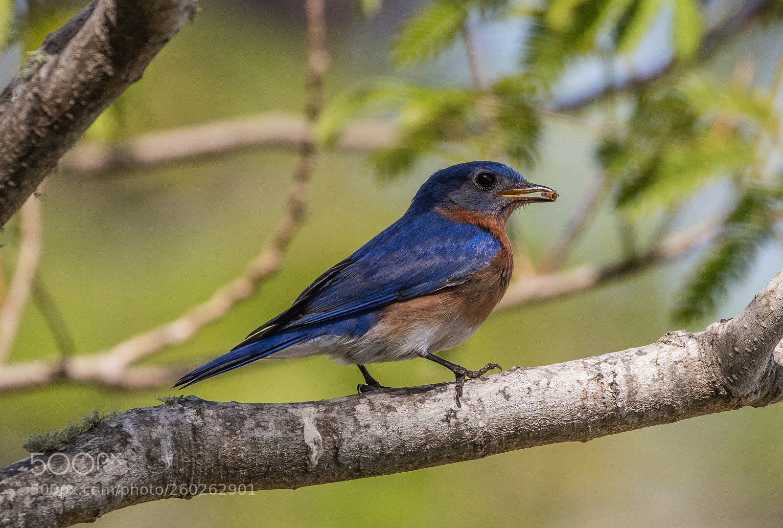 Canon EOS 5DS R sample photo. With a meal worm photography