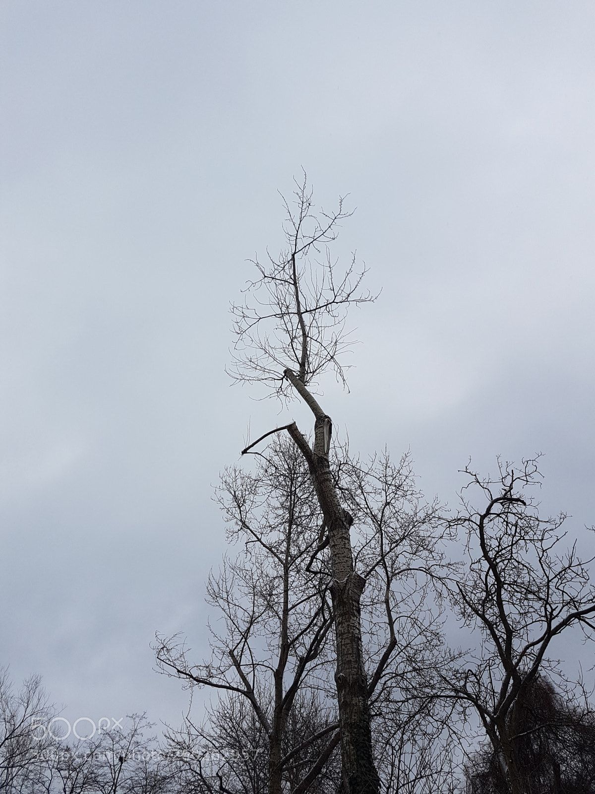 Samsung Galaxy S7 sample photo. A tree a bit photography