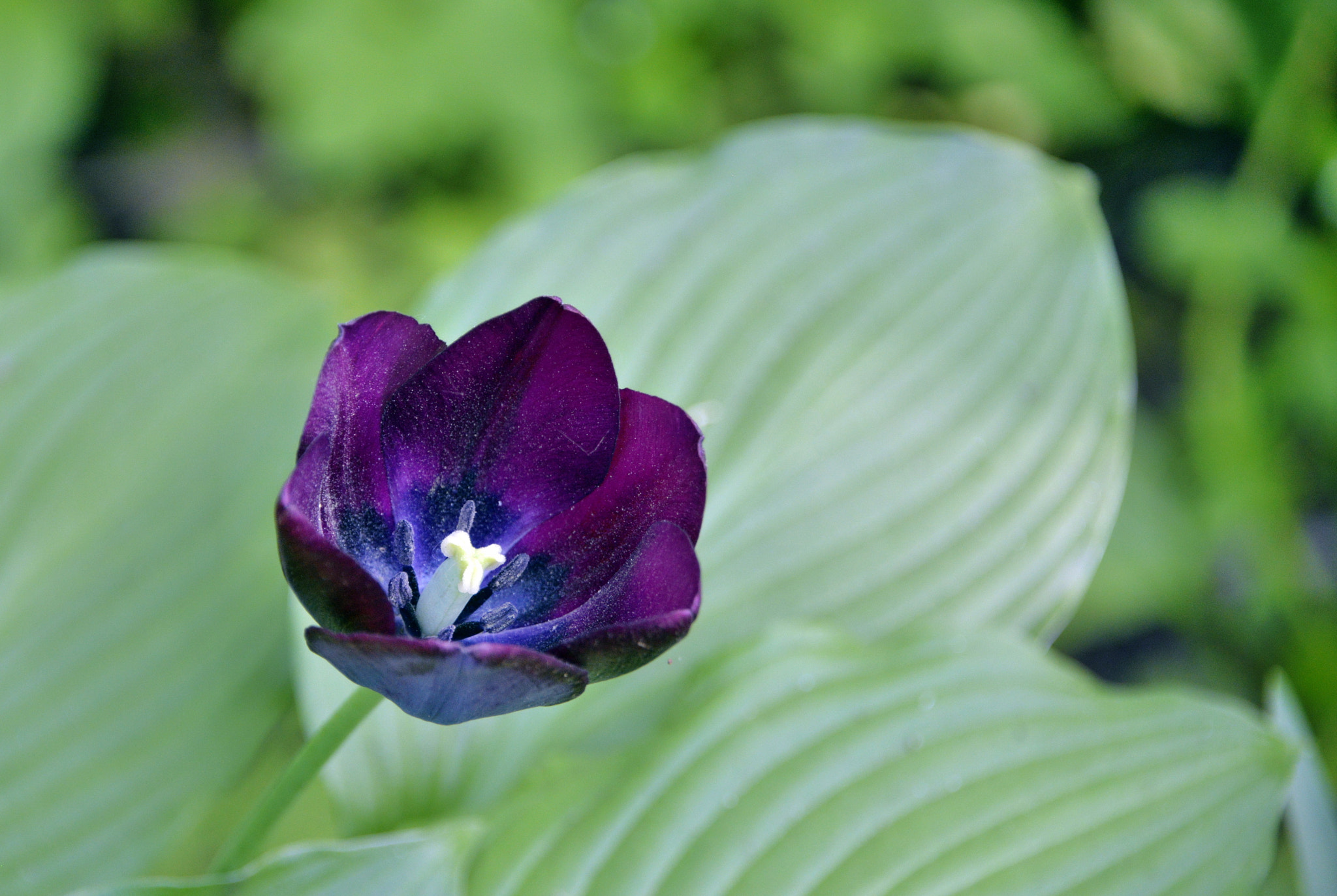 Nikon D610 sample photo. Dark tulip photography