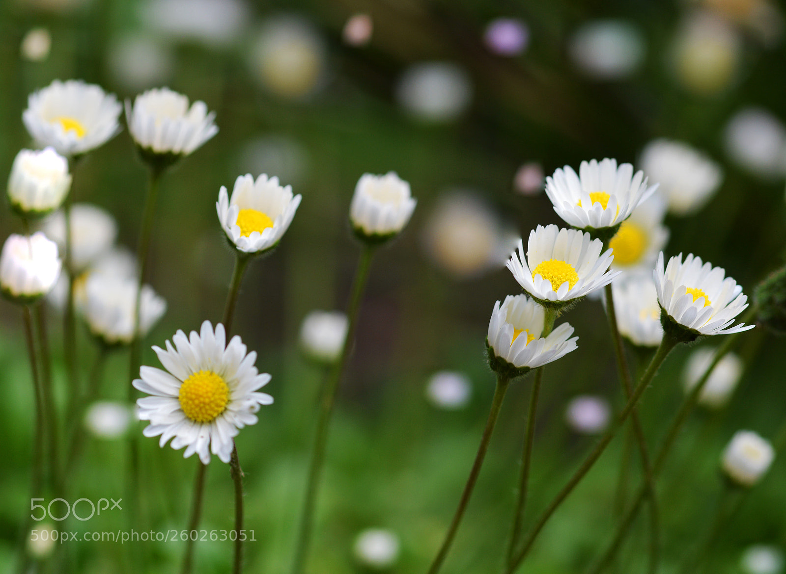 Nikon D3200 sample photo. Wild flowers photography