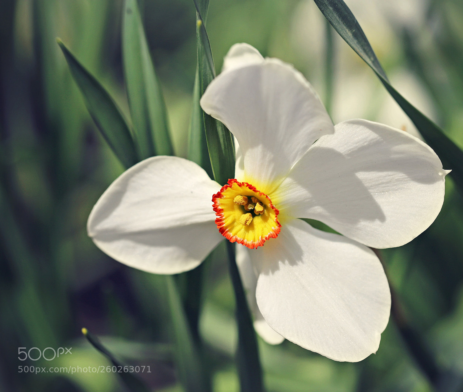 Canon EOS 6D Mark II sample photo. Daffodil photography