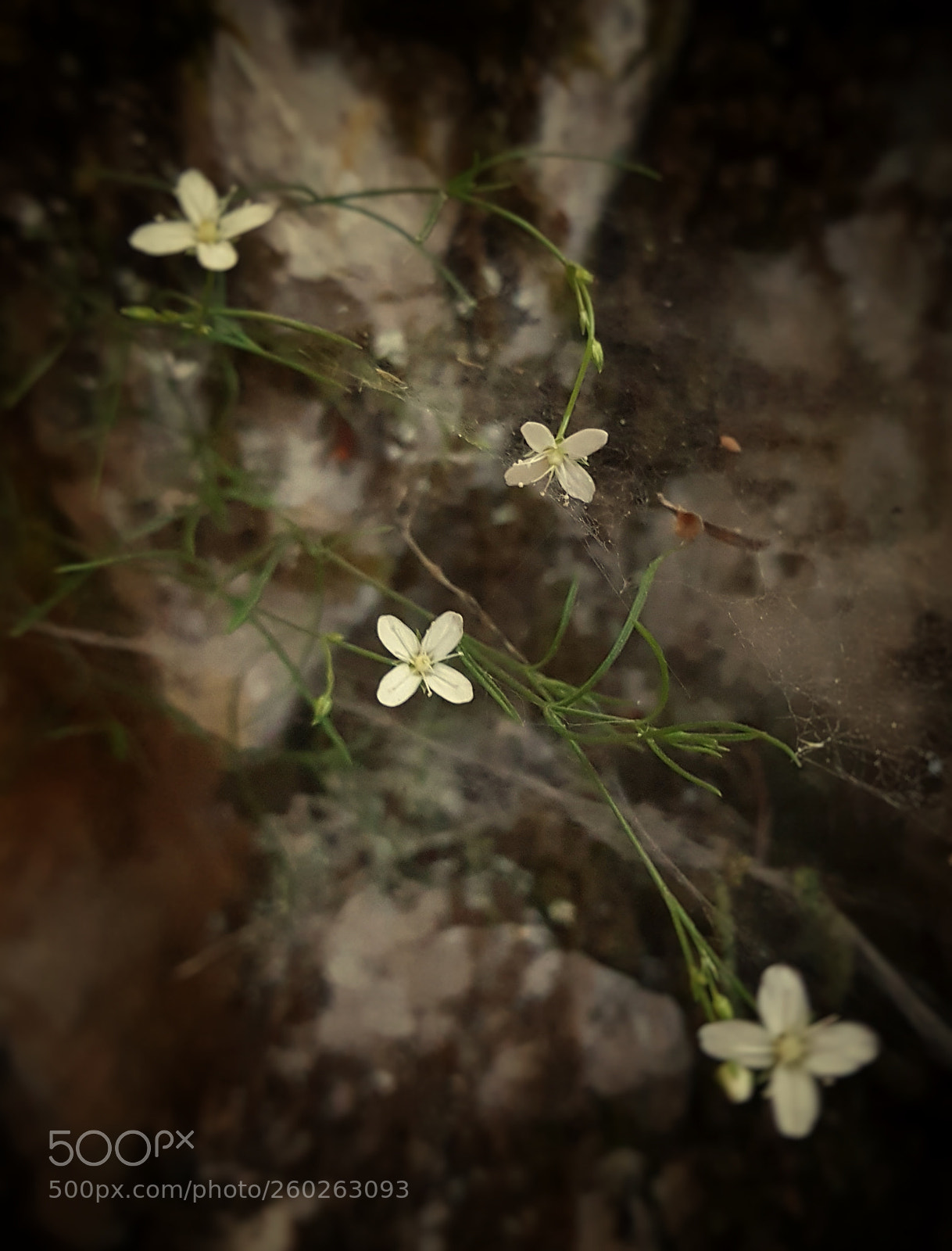 Samsung Galaxy S7 sample photo. White flowers photography