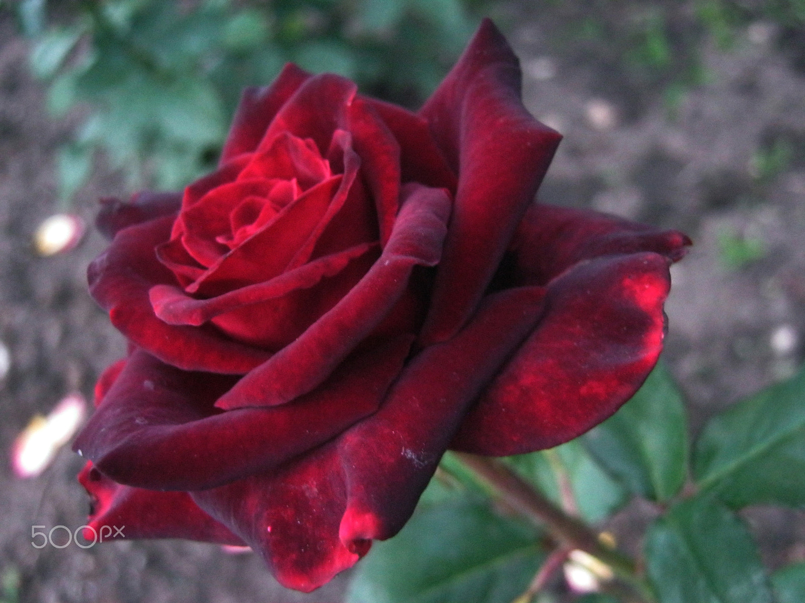 Canon PowerShot A800 sample photo. My favorite rose petals photography