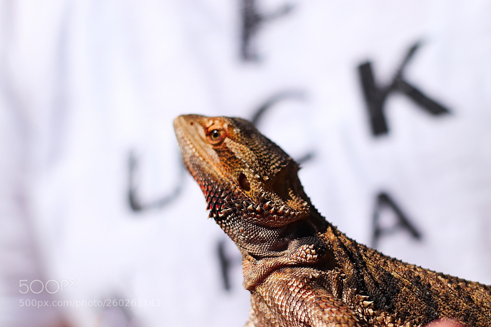 Canon EOS 77D (EOS 9000D / EOS 770D) sample photo. This is seth, our photography