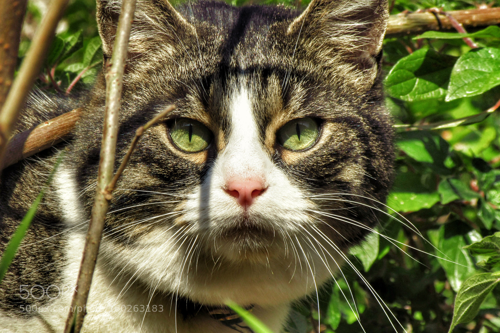 Canon PowerShot SX610 HS sample photo. Un tuo sguardo photography