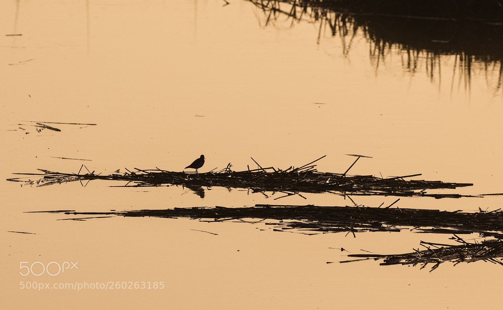 Canon EOS 5DS R sample photo. Plover in dawn's light photography