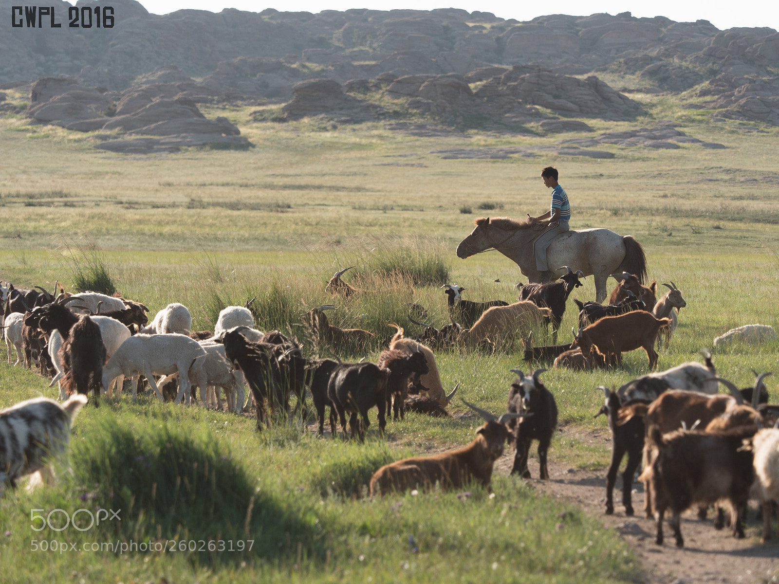 Panasonic Lumix DMC-GH4 sample photo. Guarding the herd photography