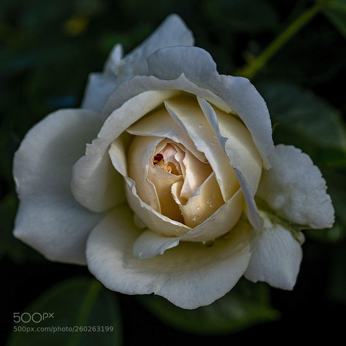 Sony a6300 sample photo. Blüten 310518-008 photography