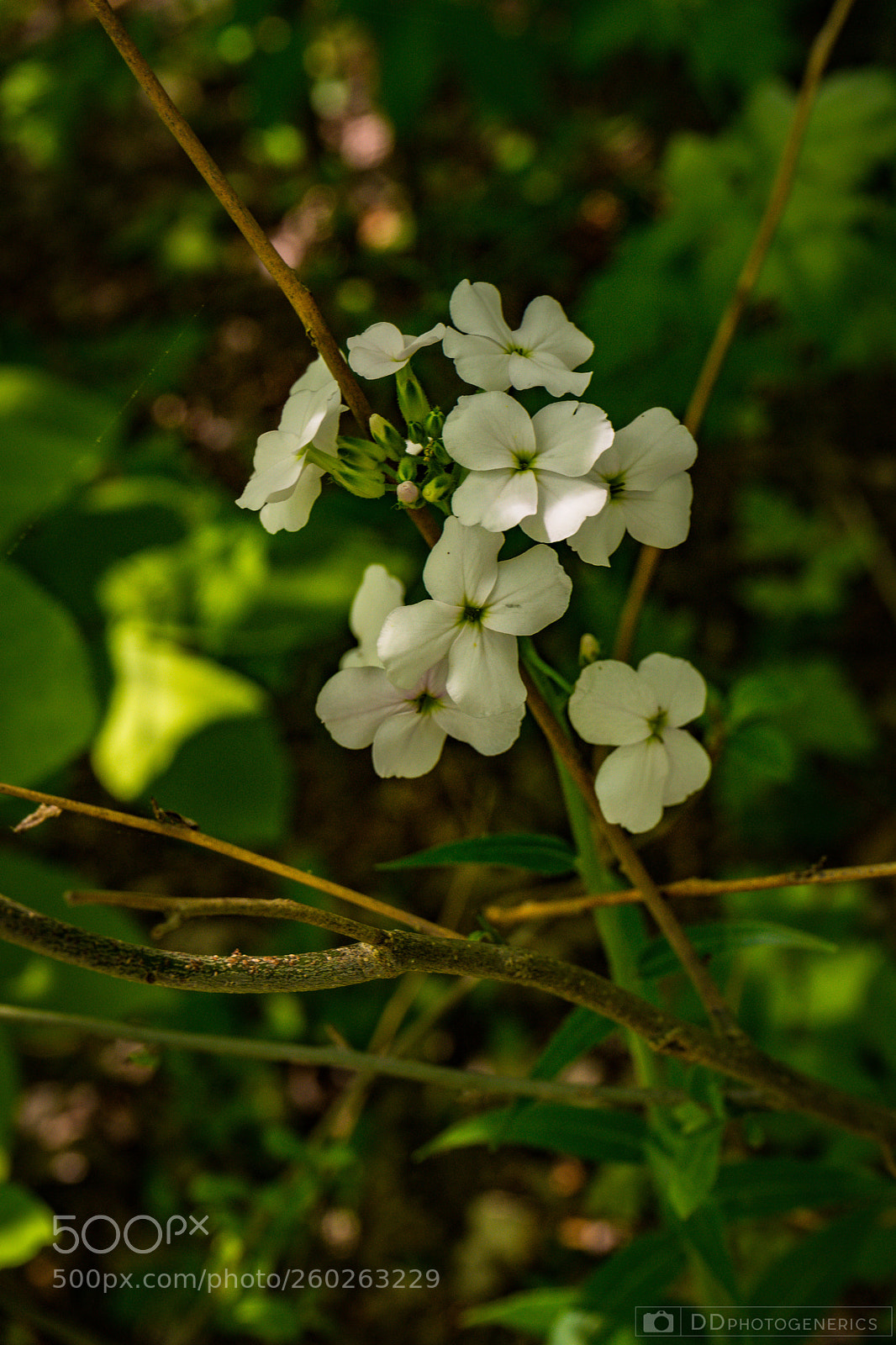 Sony a7 sample photo. Simply white & wild photography
