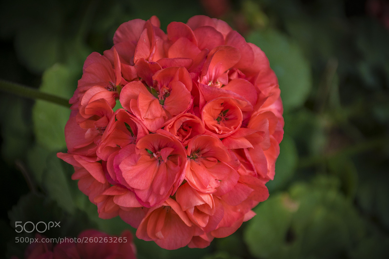 Nikon D5500 sample photo. A photography