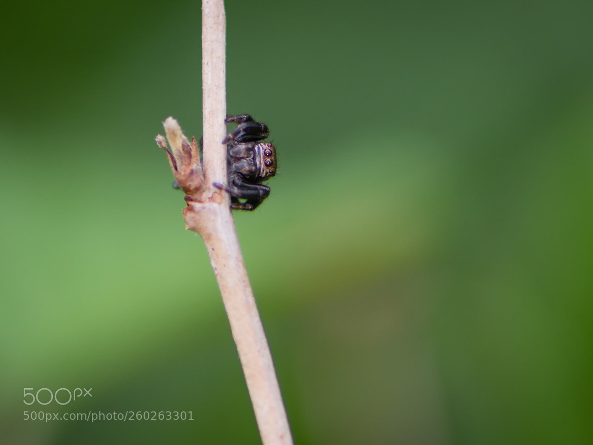Nikon D810 sample photo. Jumping spider photography