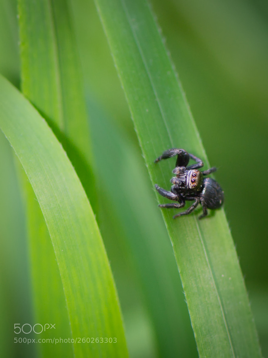 Nikon D810 sample photo. Jumping spider photography