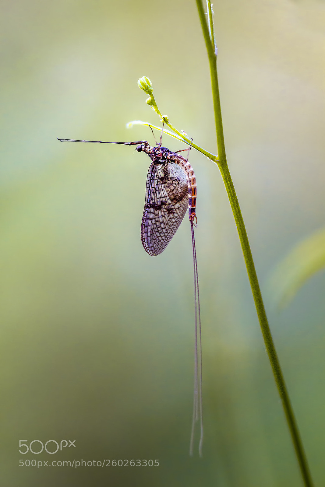 Canon EOS 60D sample photo. Eintagsfliege photography
