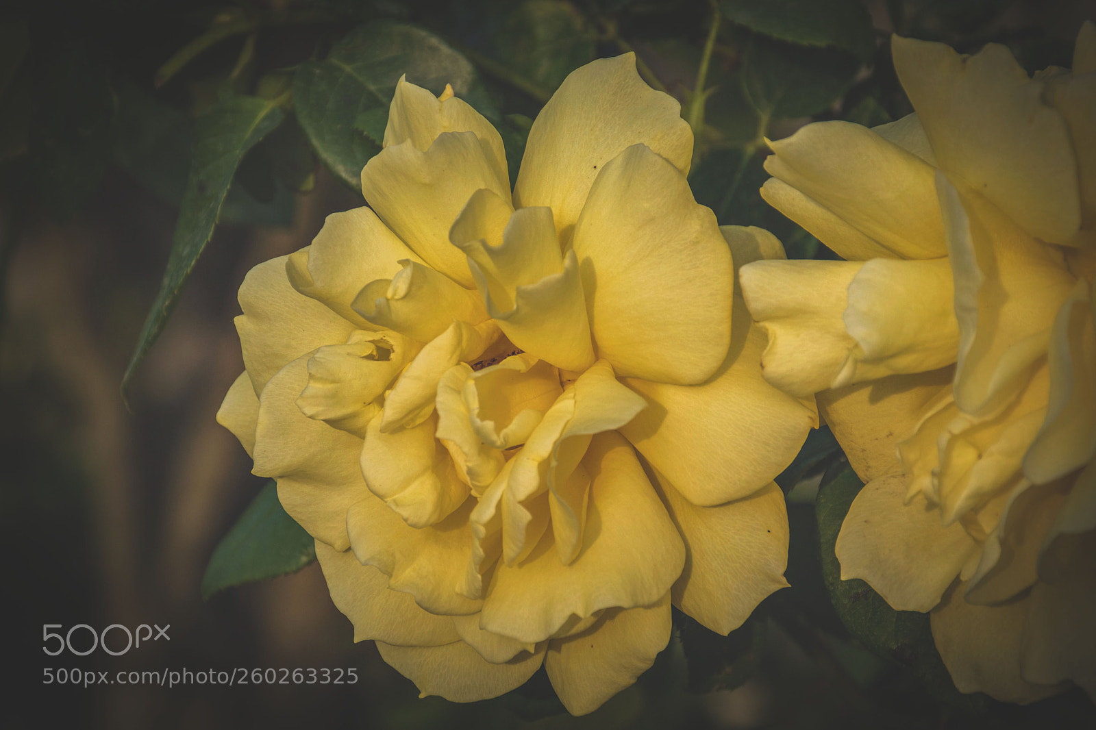 Nikon D5500 sample photo. A photography