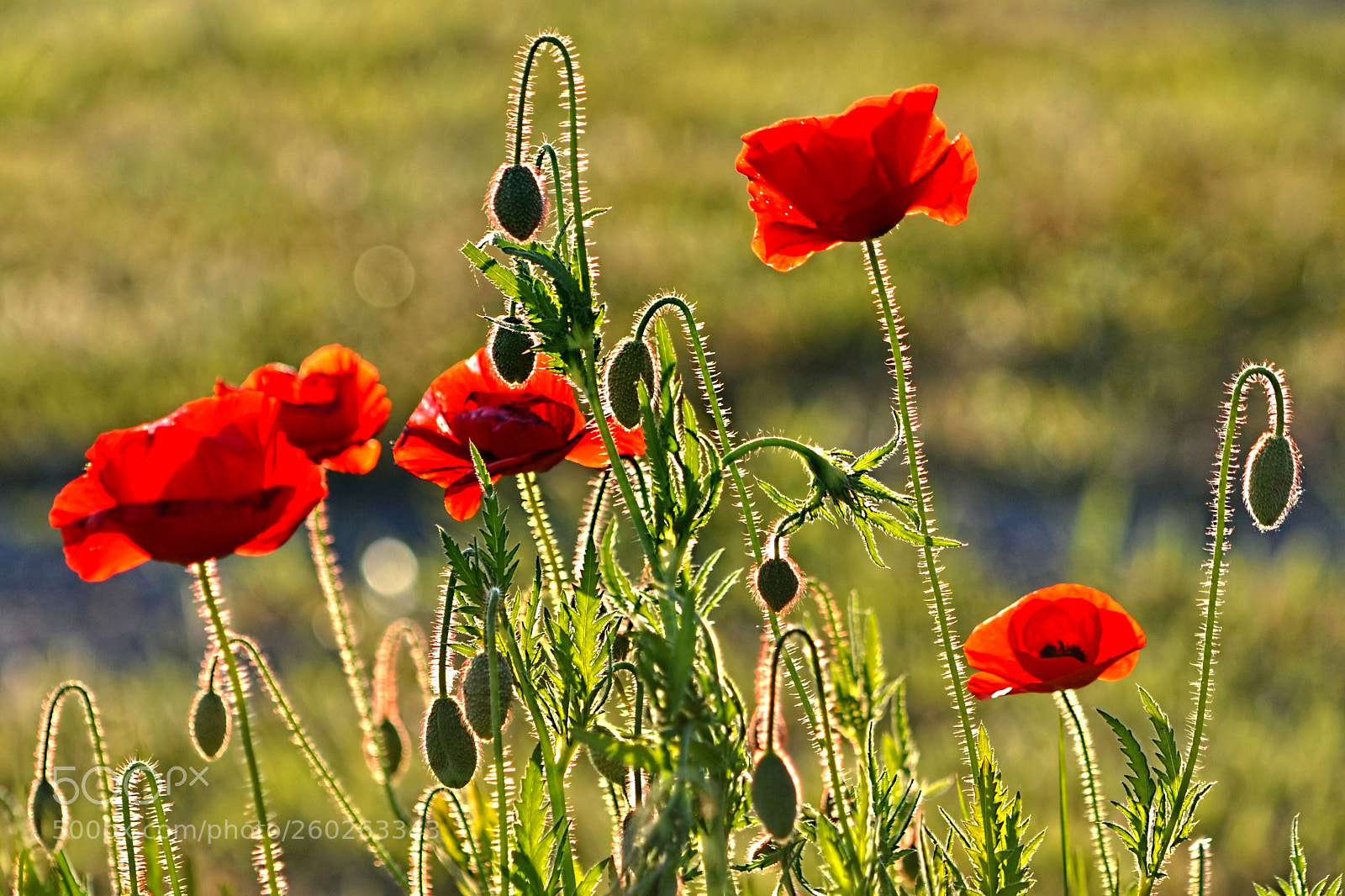 Nikon D90 sample photo. Poppies photography
