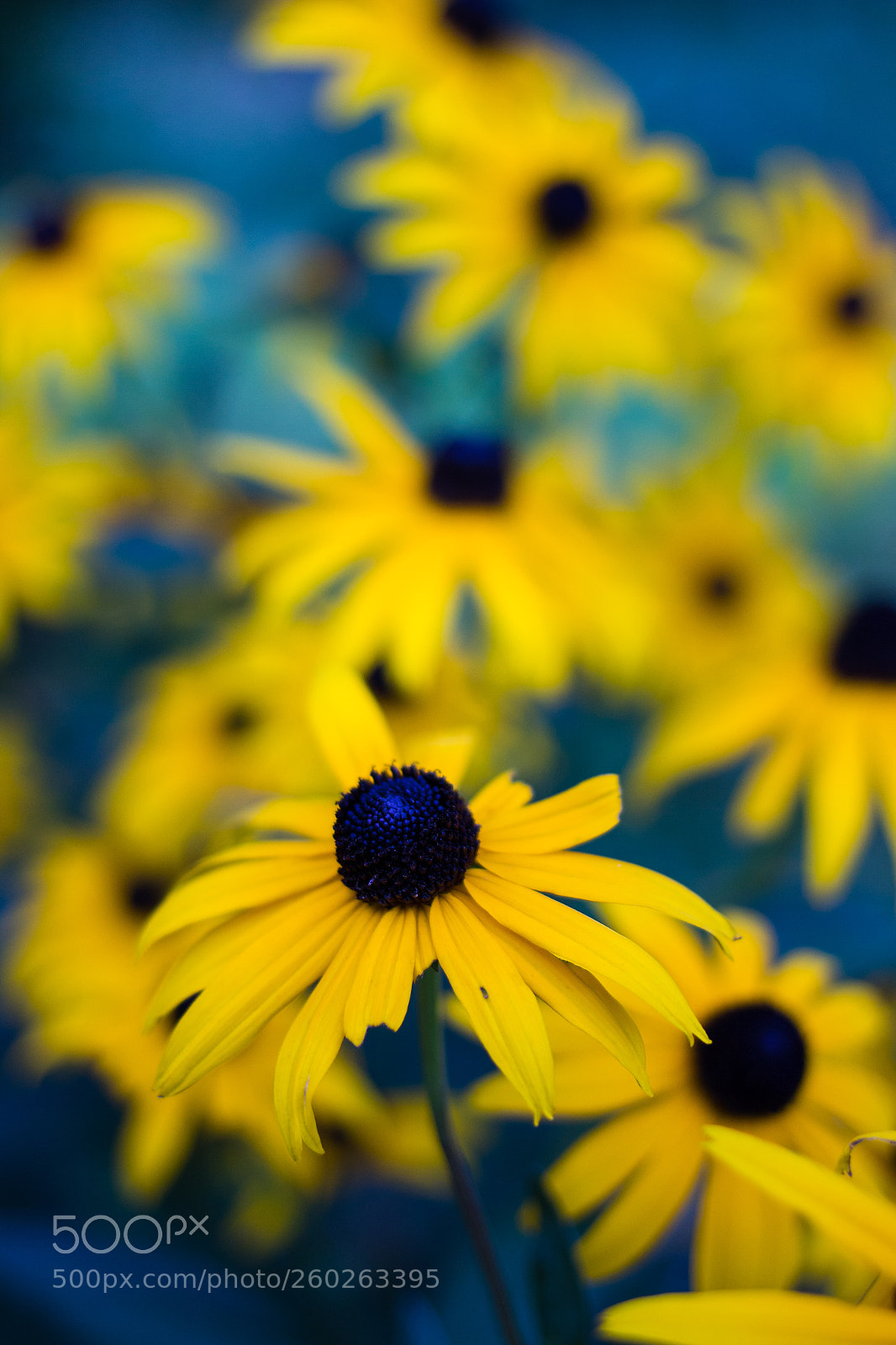 Canon EOS 600D (Rebel EOS T3i / EOS Kiss X5) sample photo. Blooming yard photography