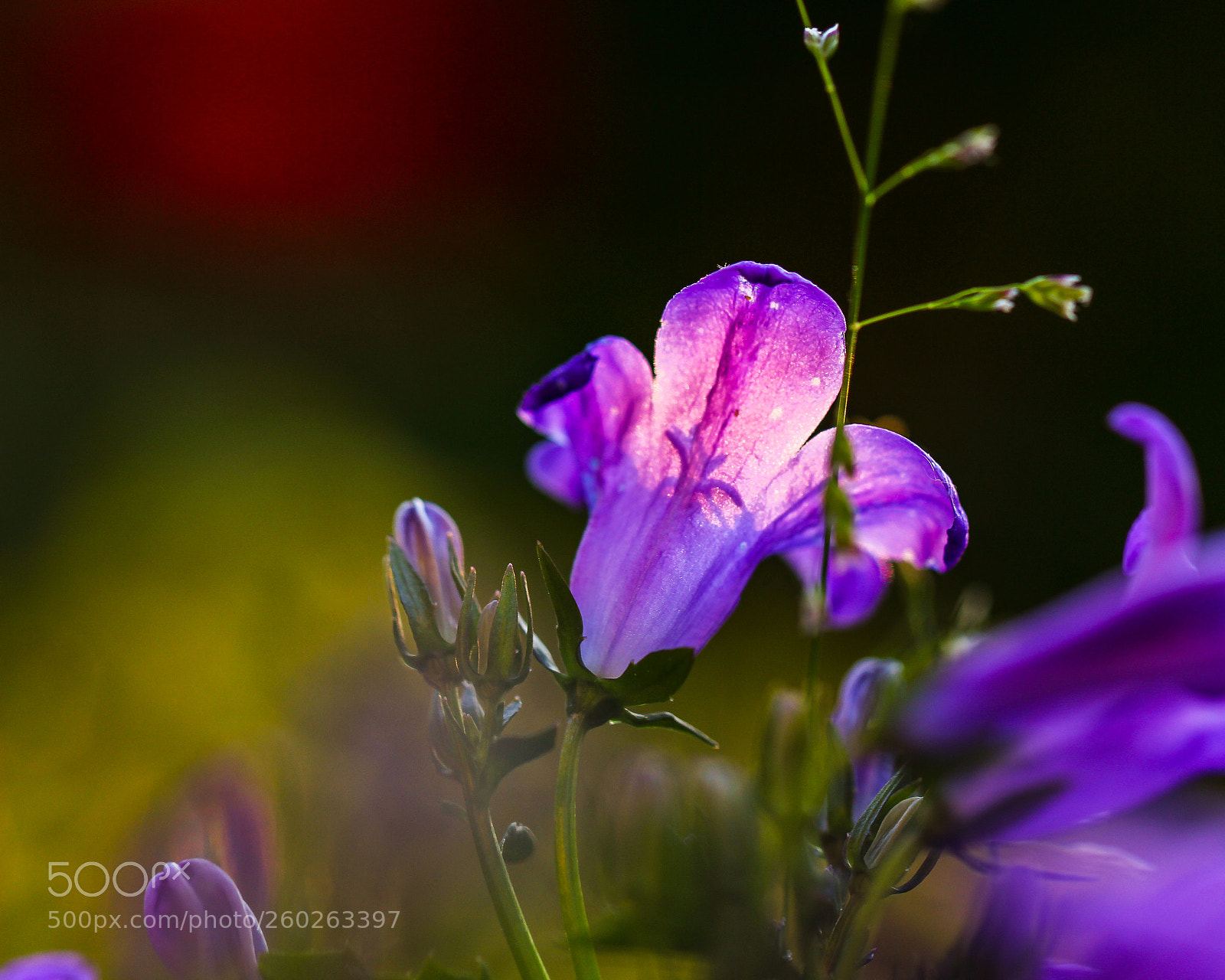 Canon EOS 600D (Rebel EOS T3i / EOS Kiss X5) sample photo. Shadow in a bloom photography