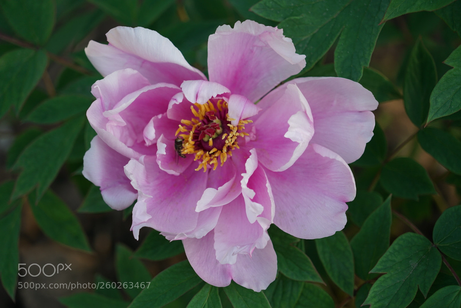 Sony a7R II sample photo. 牡丹 photography