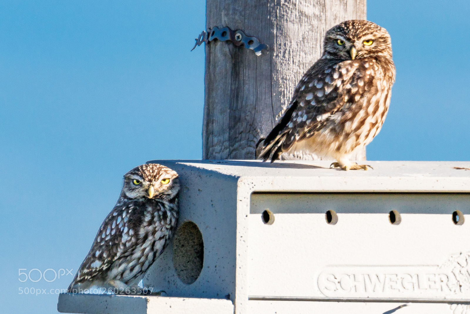 Canon EOS 80D sample photo. Little owl photography