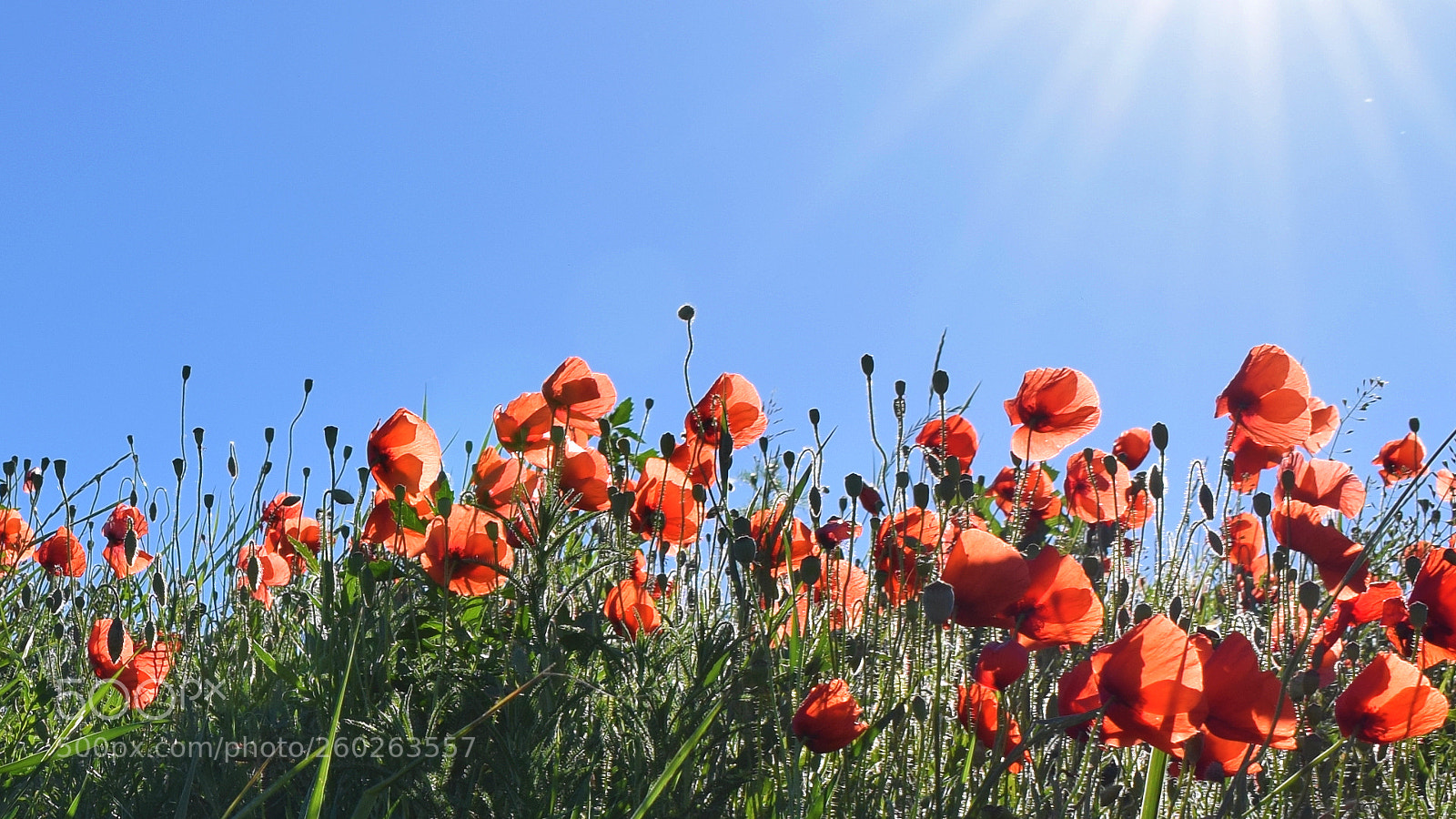 Nikon D3300 sample photo. Poppies photography
