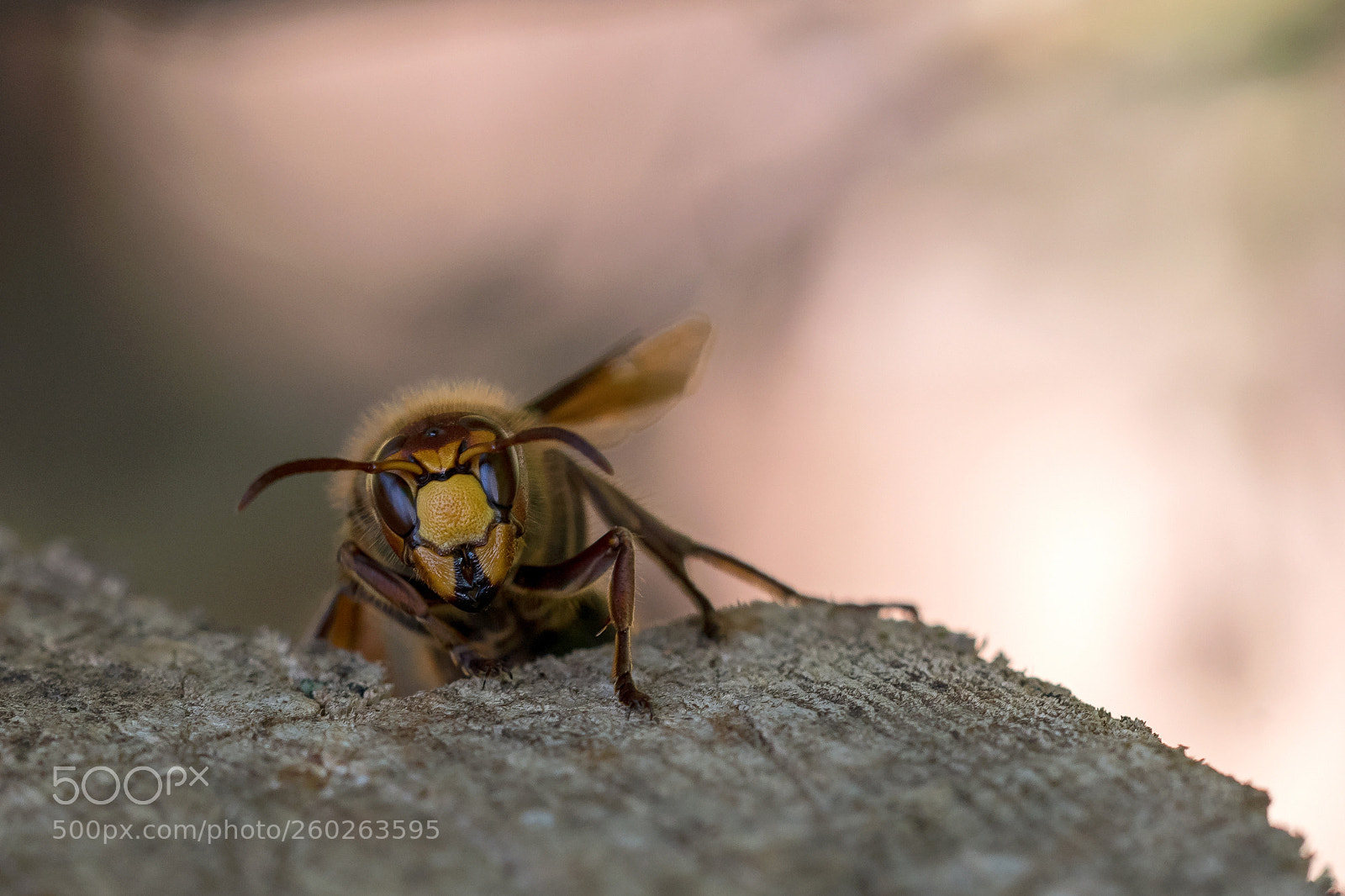 Nikon D500 sample photo. Vespa crabro photography