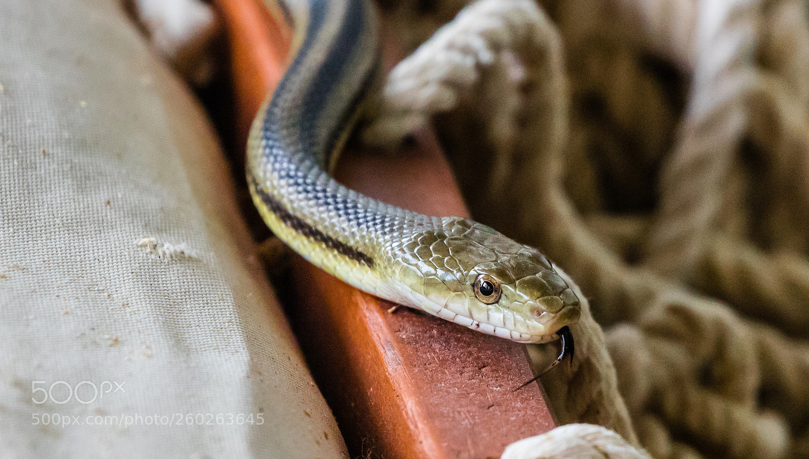 Canon EOS 5DS R sample photo. Tasting for safety photography