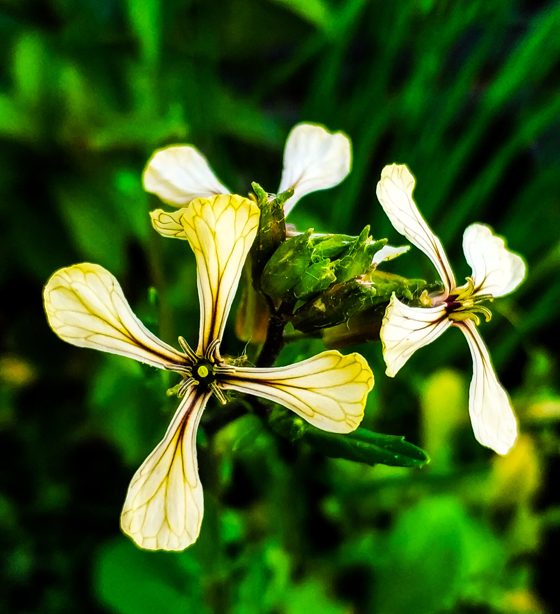 Xiaomi MI6 sample photo. What kind of flower is this? photography