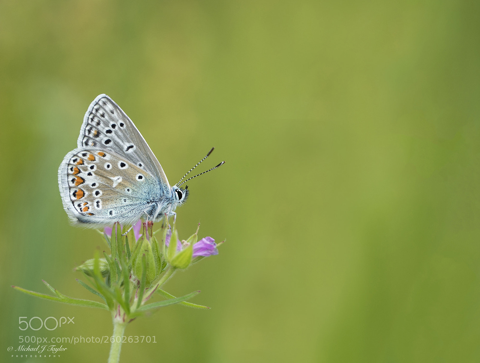 Panasonic Lumix DC-G9 sample photo. Common blue... photography