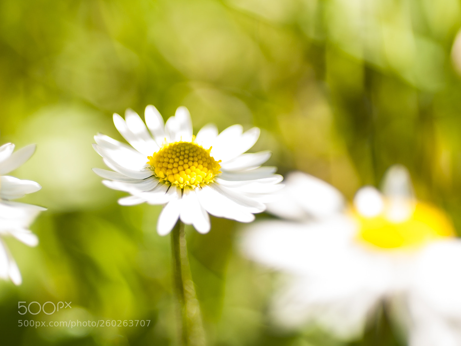 Nikon D90 sample photo. Simplicity photography
