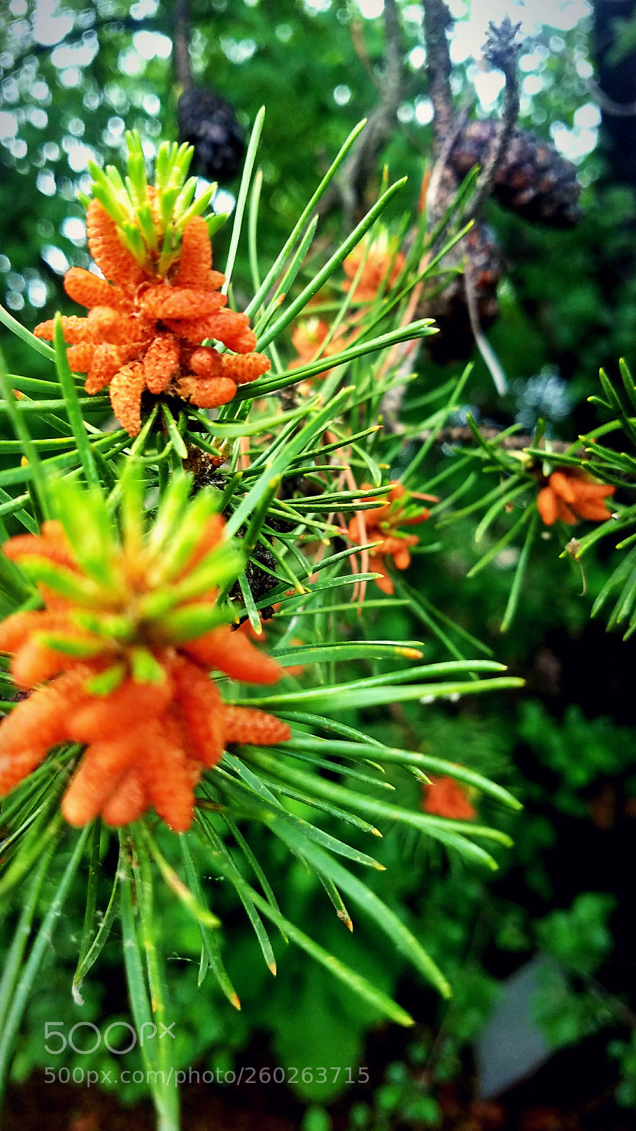 Samsung Galaxy S7 sample photo. Baby pines photography