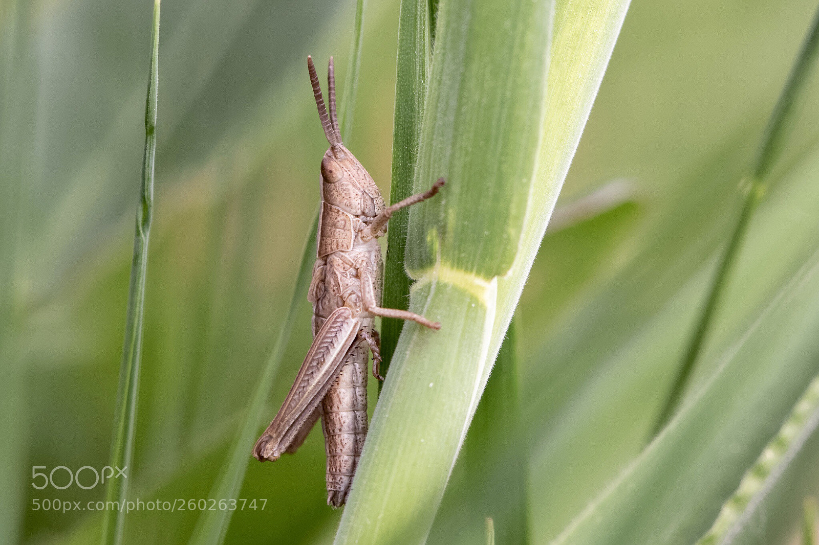 Canon EOS 7D Mark II sample photo. Grasshopper  photography