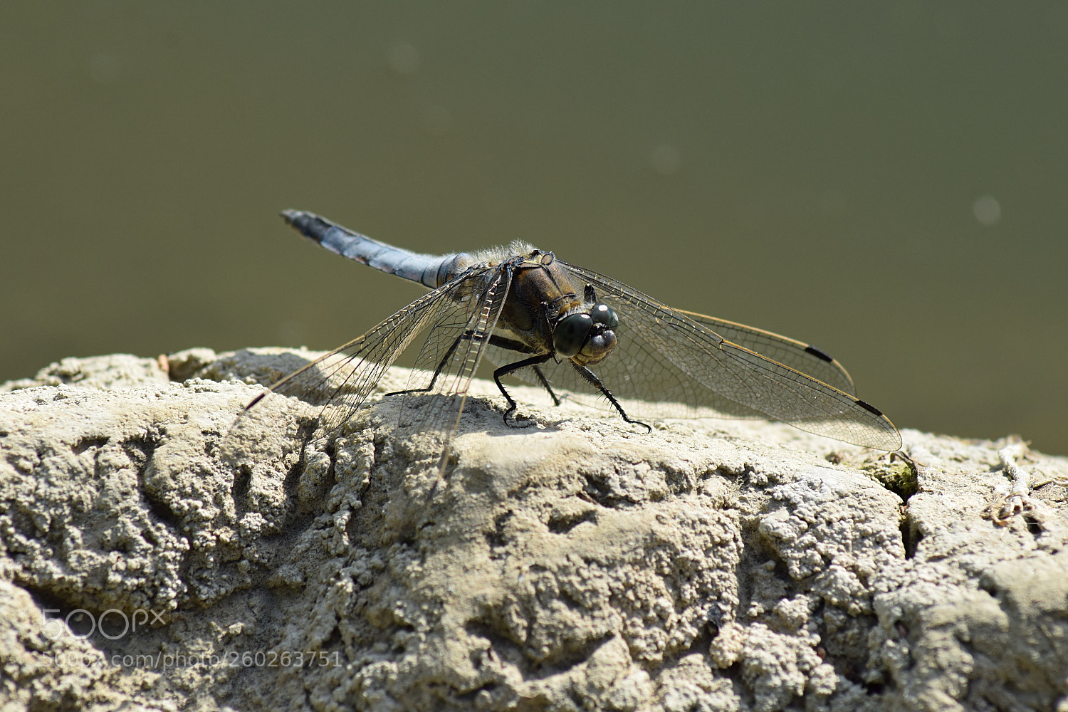 Nikon D3300 sample photo. Blue dragonfly photography