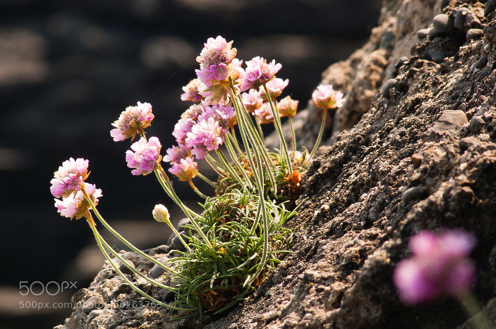 Panasonic DMC-FZ50 sample photo. Wildflowers growing on a photography