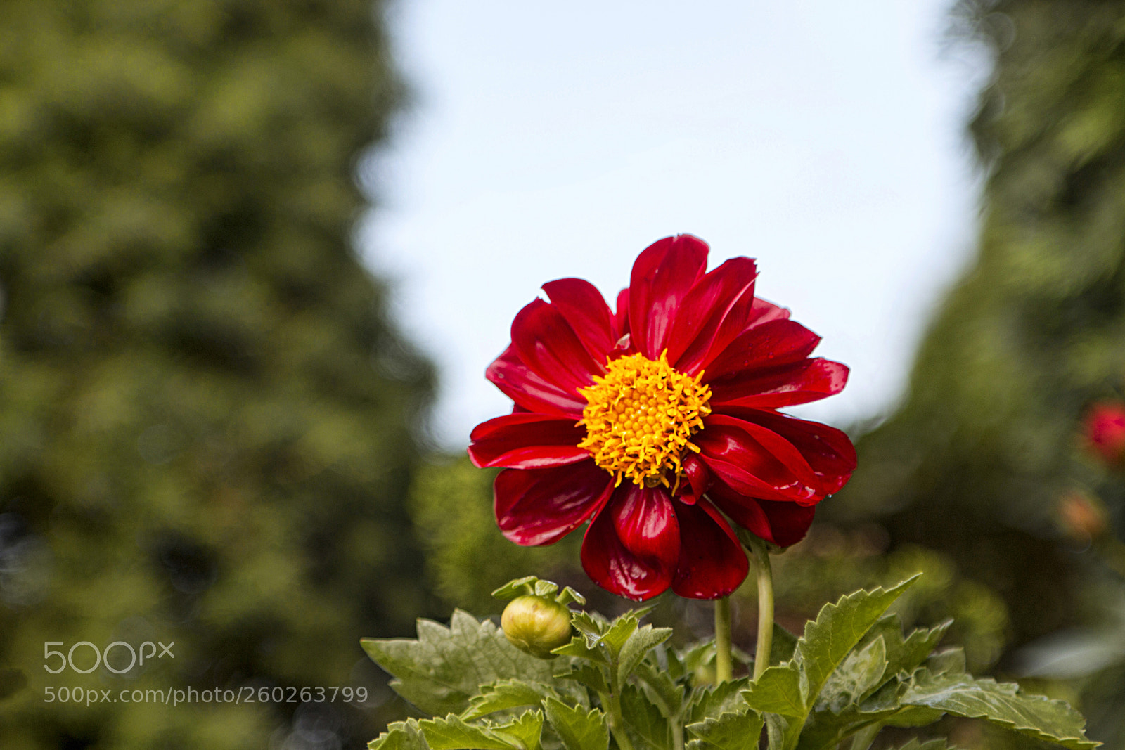 Canon EOS 70D sample photo. Dalia photography